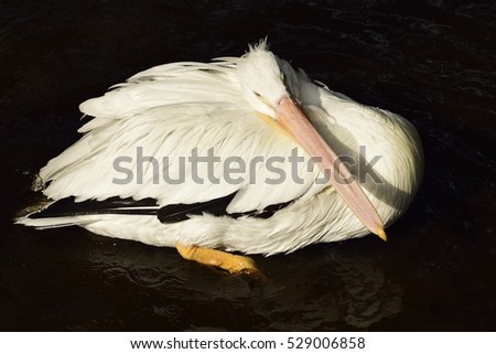 Mature American White Pelican relaxing  in a pond. 
