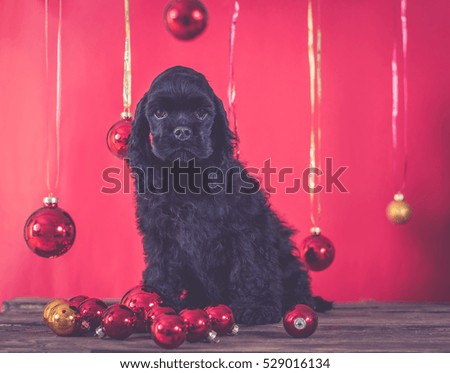 Christmas puppy cocker spaniel. Dog with Christmas decoration. Red background. Puppy on the red background.