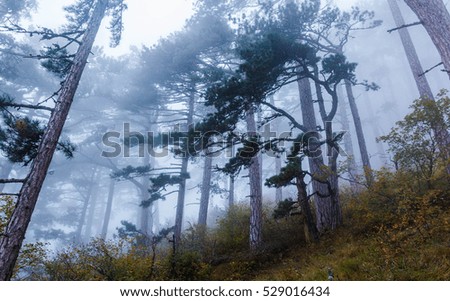A misty forest in the mountains