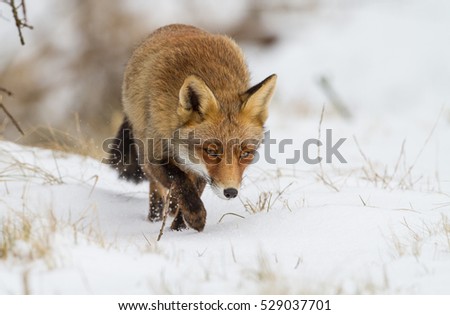Red fox in wintertime in a snowy landscape 