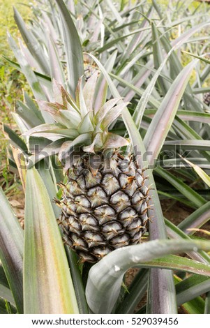 Pineapple in the field, agriculture