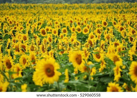 Sunflowers fields