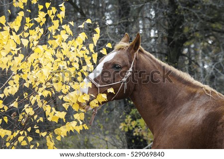 brown horse with a white blaze on his head is standing on background of the autumn forest