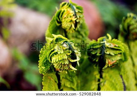 Dissolve the sprouts of fern. Young fern. Fresh green fern leaves.