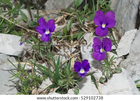 Viola dubyana ( Duby's Pansy ). It is a rare specie of flowering plants in the violet family Violaceae. It grows in the Alps.
