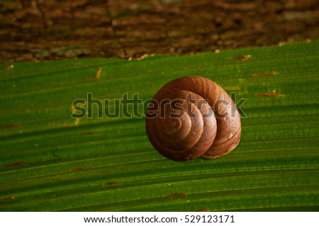 A snail shell sticks to a palm tree leave near the trunk in the VallÃ©e de Mai Nature Reserve, Praslin, Seychelles.