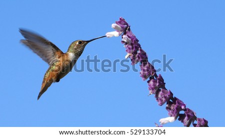 Magnificent hummingbird and purple sage flower, photo taken at Los Angeles