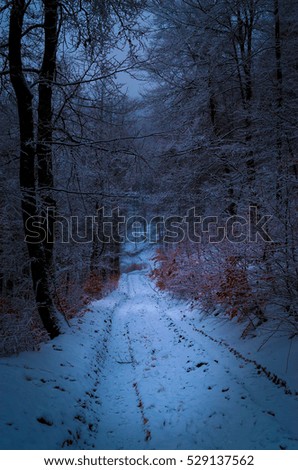 Evening in foggy winter forest 