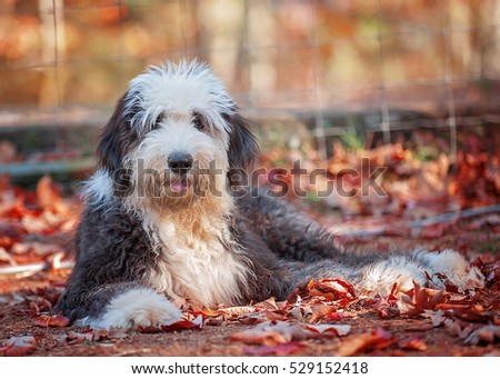 Old English Sheepdog Puppy Royalty-Free Stock Photo #529152418