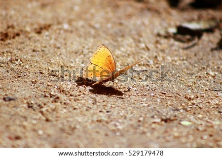 Natural Butterfly Orange and black polka dots Waterfall on the sand naturally.