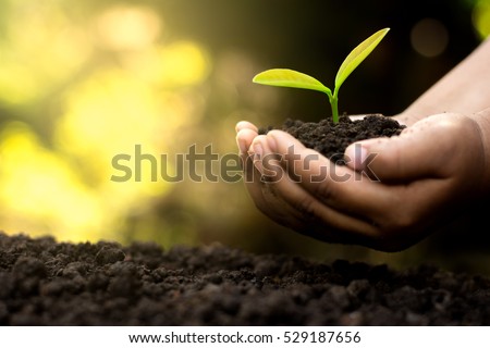 Two hands of the children are planting the seedlings into the soil. Royalty-Free Stock Photo #529187656