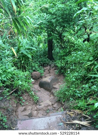 Walkway wet after rain, Pathway Way Through Rainny Forest 