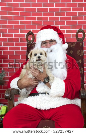 Santa Claus with white long haired small dog sitting on a tatted chair, red brick background. Santa Paws.
