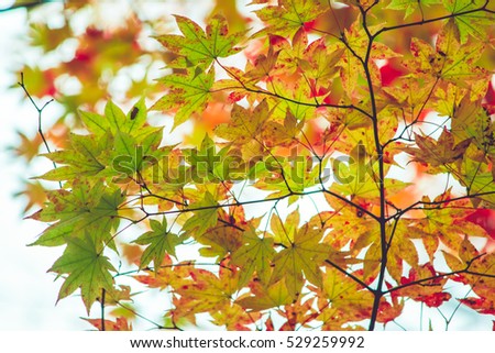 maple leaf, tree branch in beautiful autumn at Nikko with colorful trees. Japanese Maple Leaves Color of autumn. Texture and Background.