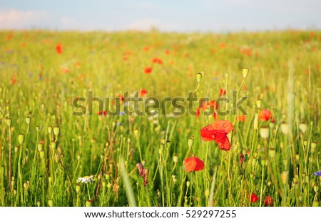 Pictures of poppies flowers. Blooming red poppies  flowers with wildflowers meadow. Poppy Perennial Flowers.