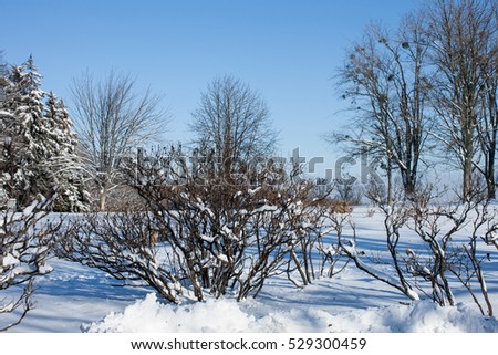 Beautiful Winter Landscape. Winter Forest. Winter Landscape, Background, space. Landscape. Winter landscape     