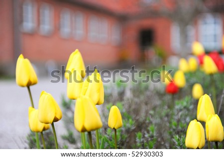 Garden in front of a red building with tulips