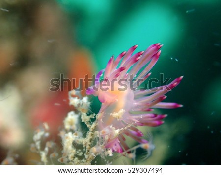 Red Line Flabellina