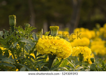 Close up yellow calendula.