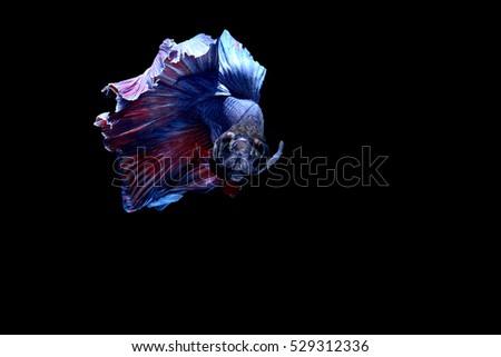 Capture the moving moment of HalfMoon siamese fighting fish isolated on black background. Betta fish,Betta splendens,Gifts for Arabs