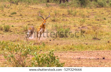 Photo series: Cheetah hunting for big Impala. The high-speed episode. Masai Mara, Kenya