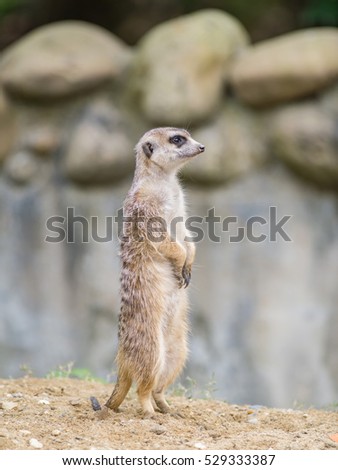 Alert meerkat (Suricata suricatta) standing on guard, focused on its eyes.