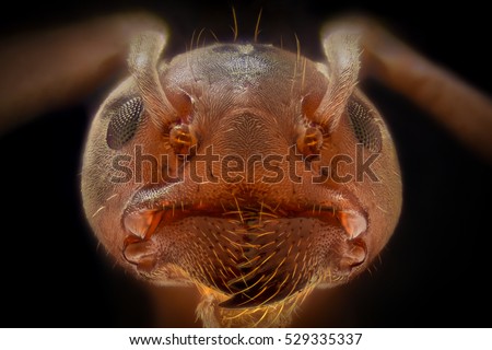 Extreme magnification - Ant head
