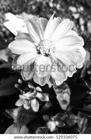 A black and white close-up of a flower. This photo was taken in Brisbane, Australia.