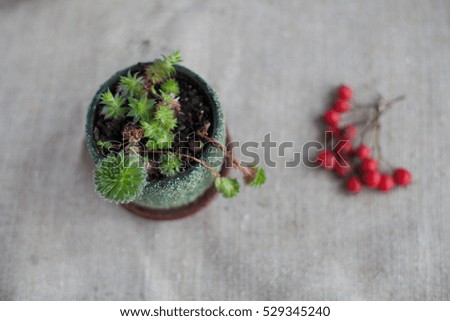 Succulents in pot on the background of burlap