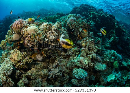 Two butterfly fishes on the coral reef