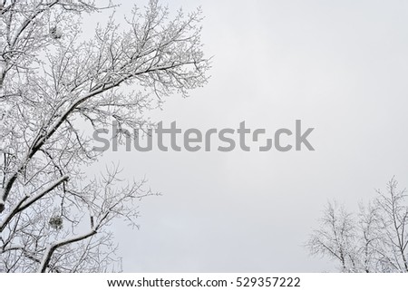 Branches of winter tree with snow frame, copy space on gray sky background