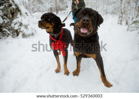 Two rottweiler in a snowy forest walk with the hostess or host. They walk through the woods for a walk on a leash stretched. The dog has a red bow on her neck