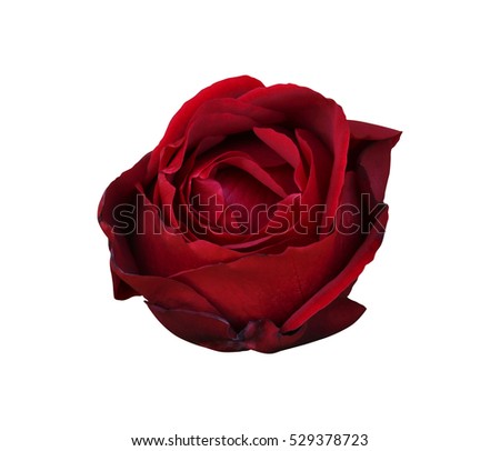 Red rose head on isolated background
