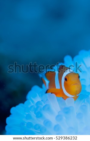 Clownfish live in bleached sea anemone