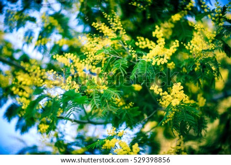 spring yellow mimosa
