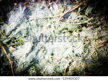 Moss/Algae/Seaweed Texture. This photo was taken at the Kurwongbah Dam in Brisbane, Australia.