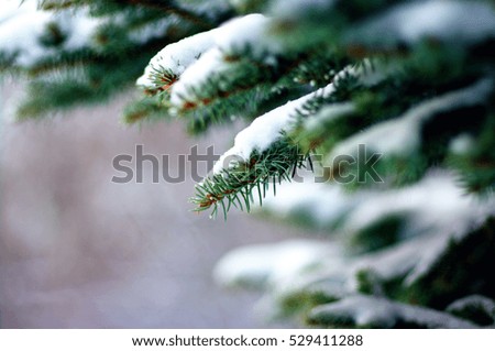 Spruce branches covered with snow in winter