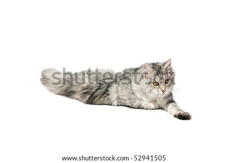 Maine coon cat lying on white background