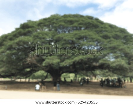Blur picture of the Giant rain tree Thailand