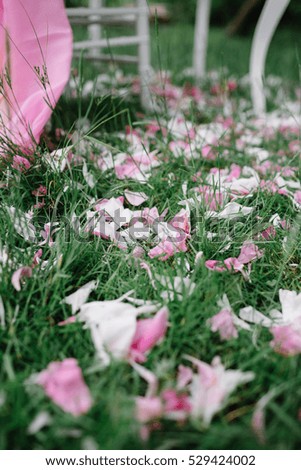 pink and white petals lying on fresh green grass