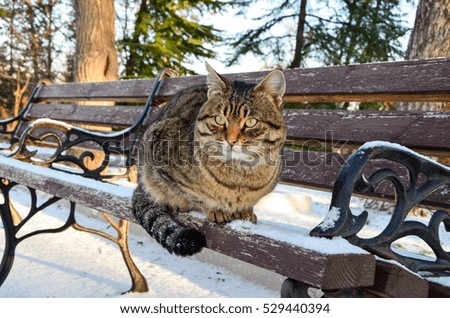 Beautiful striped cat sitting on a park bench winter snow in the morning.