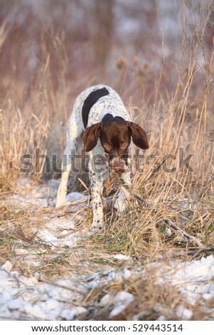Beautiful French Pointing Dog playing in winter