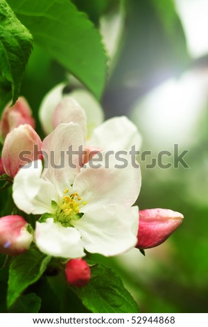 Shiny picture of an apple flower