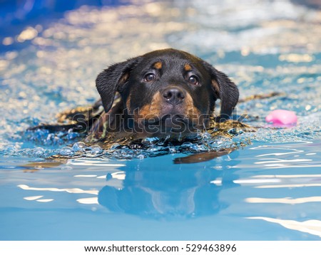 Rottweiler puppy is swimming in a pool.