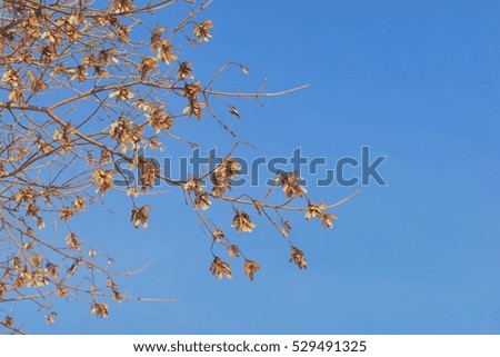 Winter maple branch with dry seeds background
