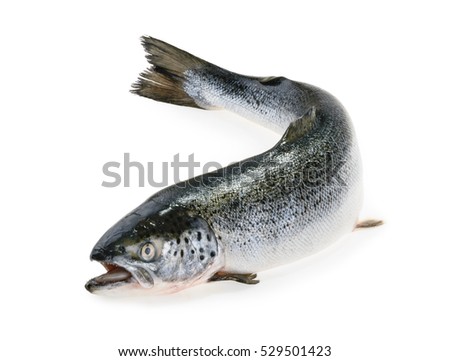 Salmon fish isolated on white Royalty-Free Stock Photo #529501423