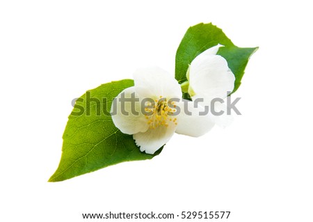 Jasmine blossom isolated on white with clipping path.