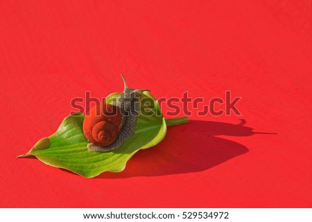 Snail with a red shell crawling on a green leaf on a red background