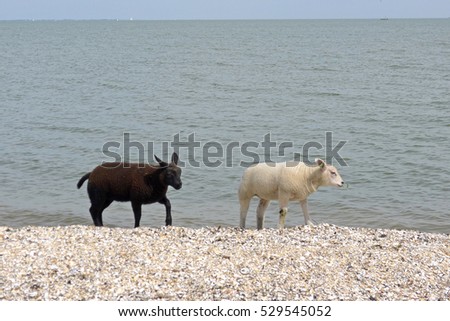 black and white lamb walking along shore