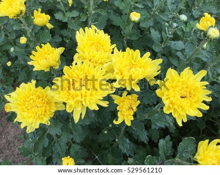 yellow flowers,yellow background